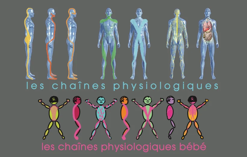 Méthode Busquet - Chaines physiologiques
